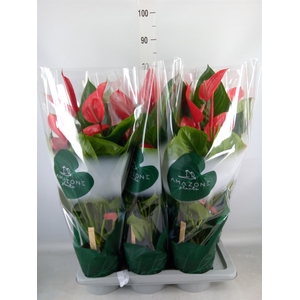 Anthurium andr. 'Melodia Ibis'