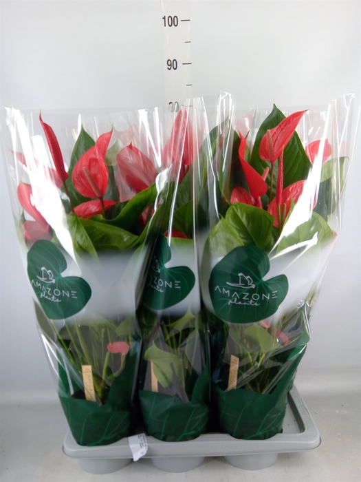 <h4>Anthurium andr. 'Melodia Ibis'</h4>