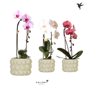 Kolibri Orchids Cascade Niagara Fall mix 1 spike in Citrus pot green