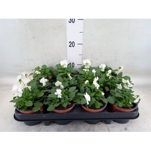 Viola corn. 'Evo Mini White'