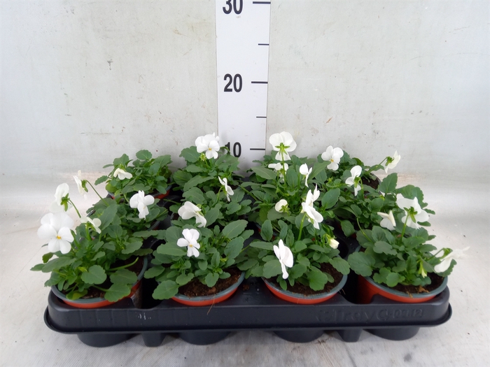 <h4>Viola corn. 'Evo Mini White'</h4>