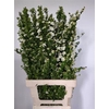 Spirea Nip Snowmound