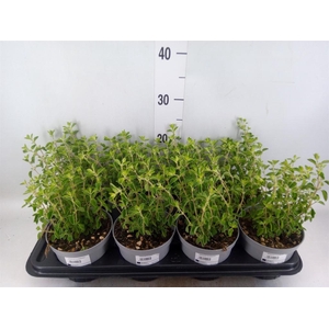 Origanum vulgare