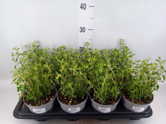 <h4>Origanum vulgare</h4>