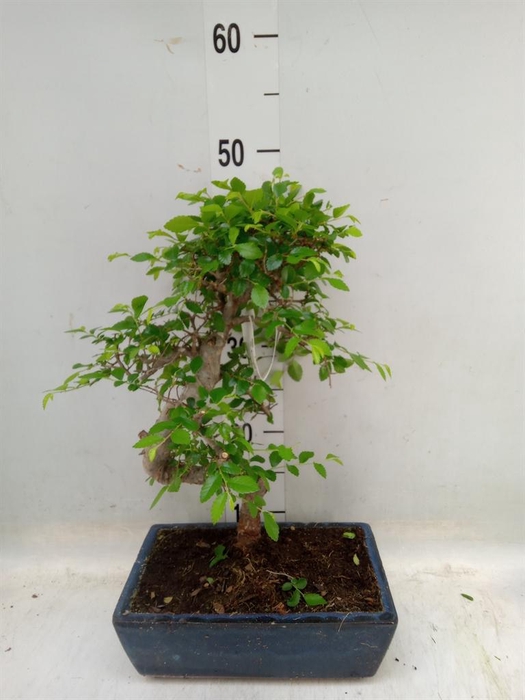 <h4>Bonsai ...mix</h4>