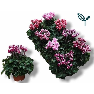 CYCL SUPER FUJI BICOLOR MIX