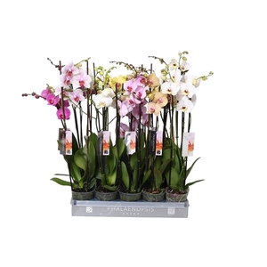 Phalaenopsis Italy Mix (3-Spike)