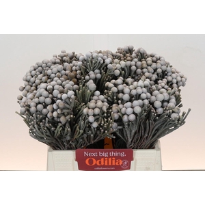 Kaaps Groen Silver Brunia