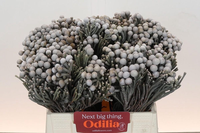 <h4>Kaaps Groen Silver Brunia</h4>