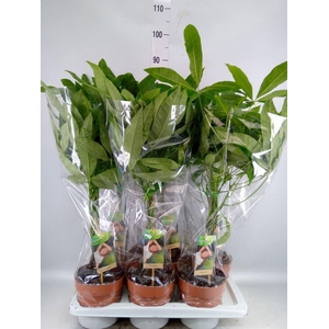 Pachira aquatica