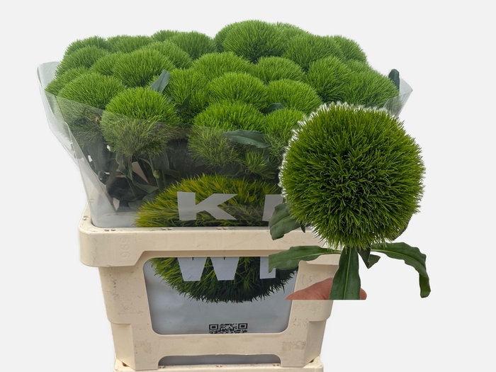 <h4>DI BARB KIWI MELLOW</h4>