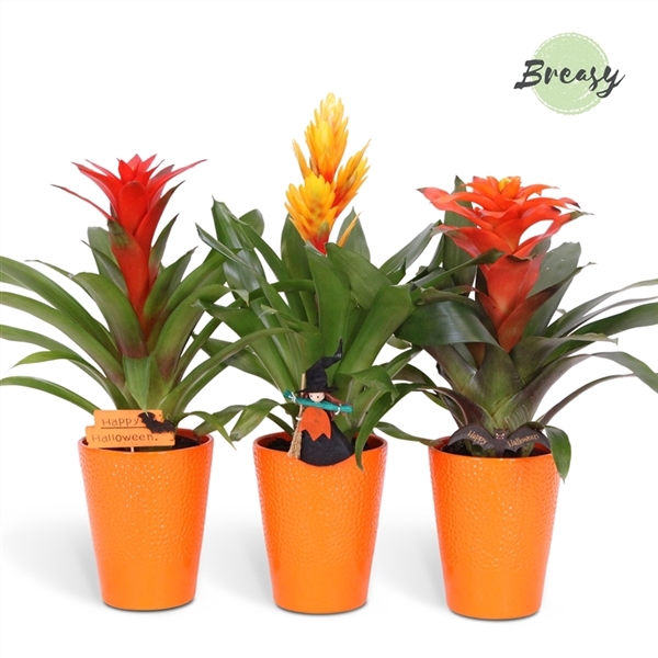 <h4>Bromelia variés</h4>