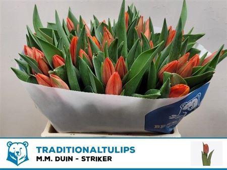 <h4>Tu En Striker</h4>