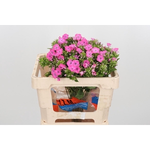 Phlox P Senora