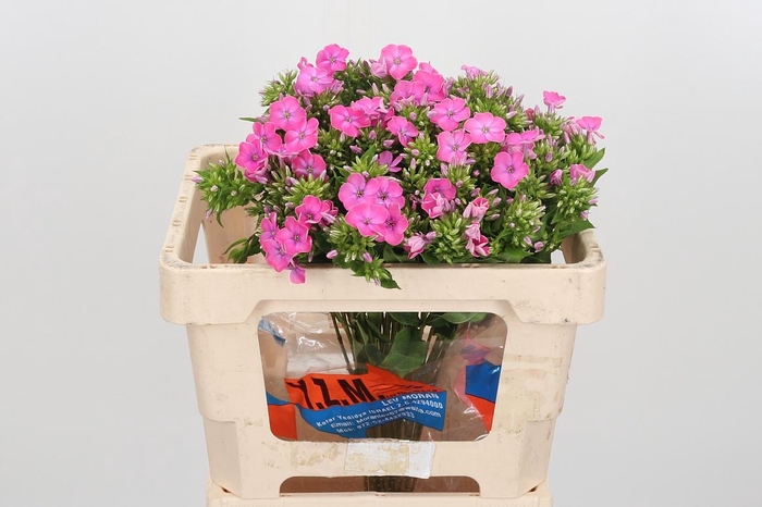 <h4>Phlox P Senora</h4>