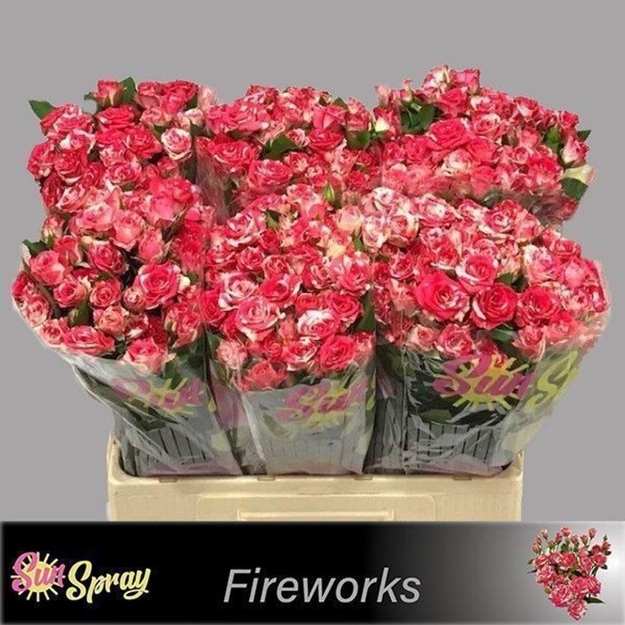 <h4>Rosa spray fireworks</h4>