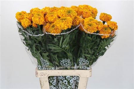 <h4>Tag E Promise Orange</h4>