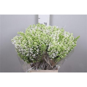 Syr V Mme Fl Stepman 2+