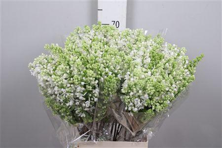 Syr V Mme Fl Stepman 2+