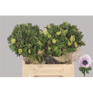 Anemone Galil Pastel