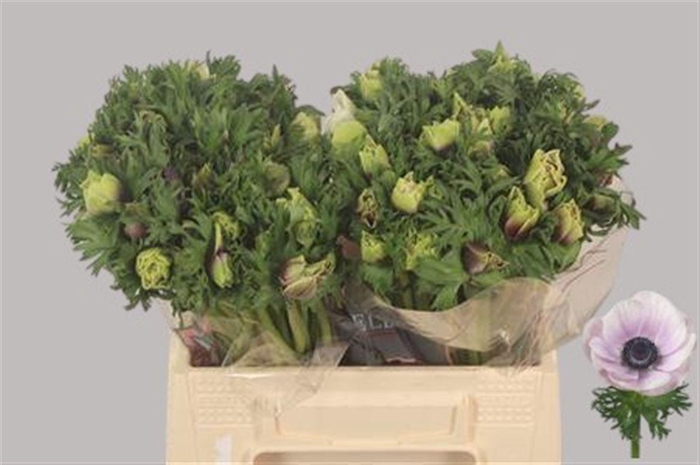 <h4>Anemone Galil Pastel</h4>