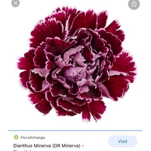 Dianthus st minerva
