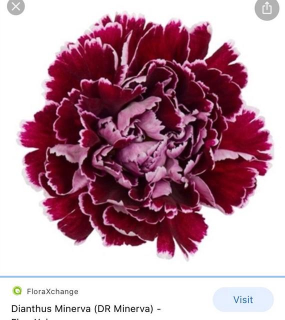 <h4>Dianthus st minerva</h4>