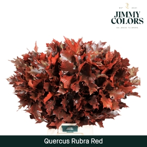 Quercus Rubra L80 Klbh. red