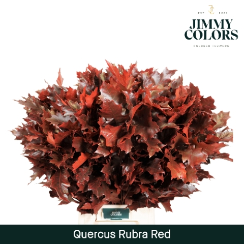 Quercus Rubra L80 Klbh. Rood