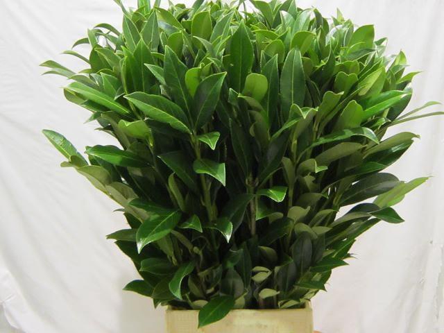 <h4>PRUNUS LAUROCERASUS</h4>
