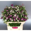 Nigella damascena Artistic Pink