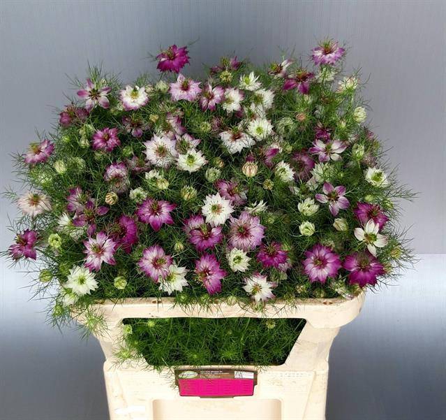 Nigella damascena Artistic Pink
