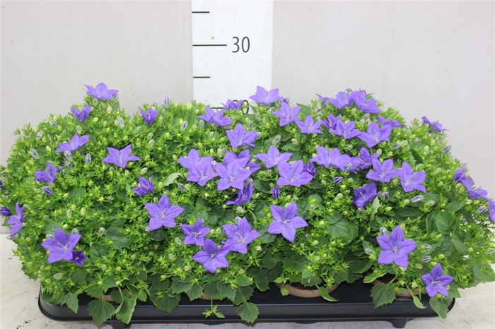 <h4>Campanula Is Napoli</h4>