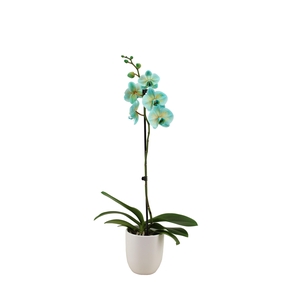 Hugo White Phal I Am Bonaire 1T9+ (24 uur levertijd)