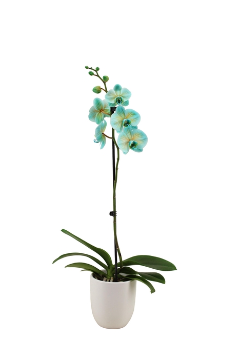 <h4>Hugo White Phal I Am Bonaire 1T9+ (24 uur levertijd)</h4>