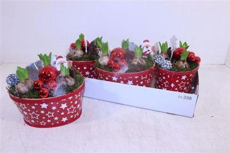 <h4>Arr Hyacinth</h4>