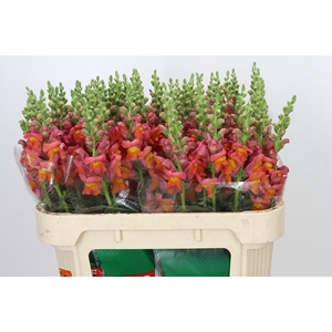 Antirrhinum Cannes Orange