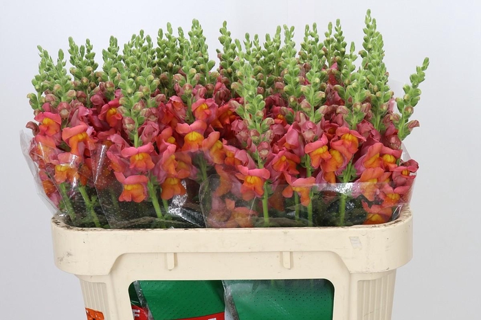<h4>Antirrhinum Cannes Orange</h4>
