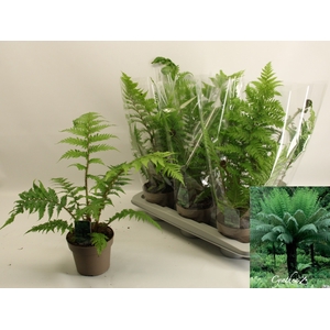CYATHEA AUSTRALIS
