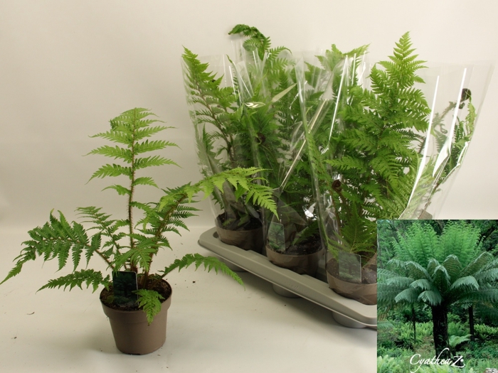 <h4>CYATHEA AUSTRALIS</h4>