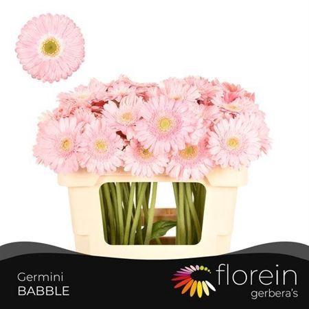 <h4>Ge Mi Babble 07 CM,AQUA,(NL),MPS A,(20)</h4>