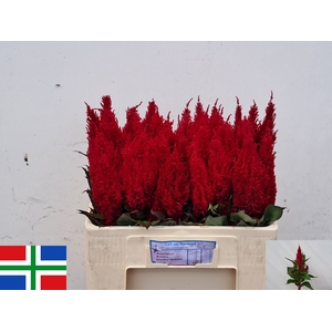 CEL P CENT ROOD