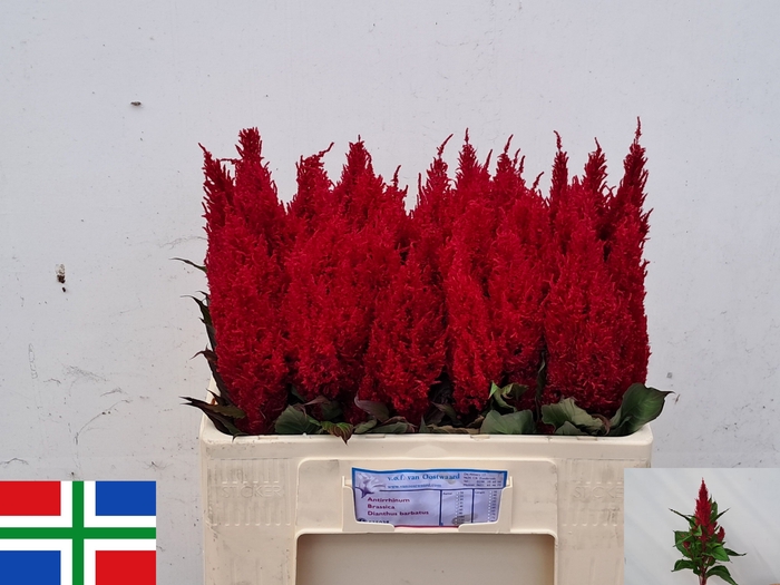 <h4>CEL P CENT ROOD</h4>
