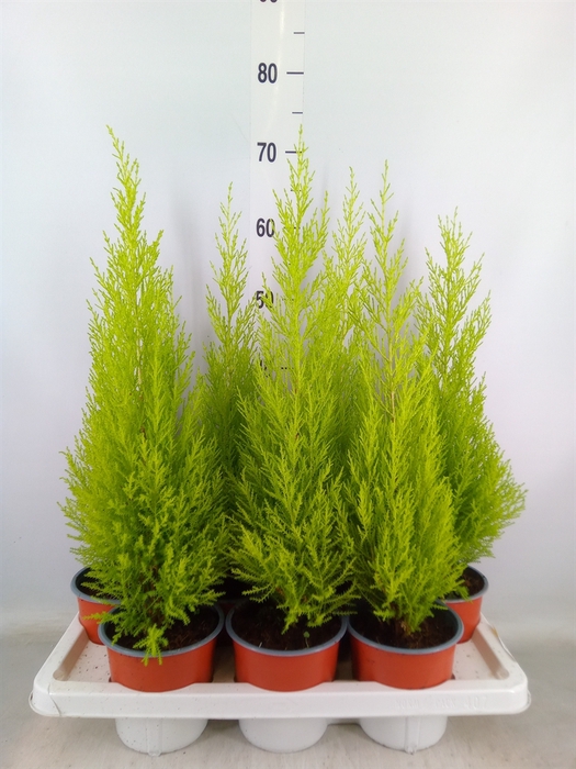 <h4>Cupressus macro. 'Goldcrest Wilma'</h4>