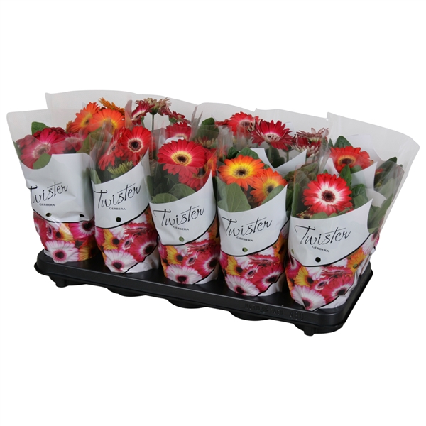 <h4>Gerbera Twister belicht 2+ bl 12cm</h4>