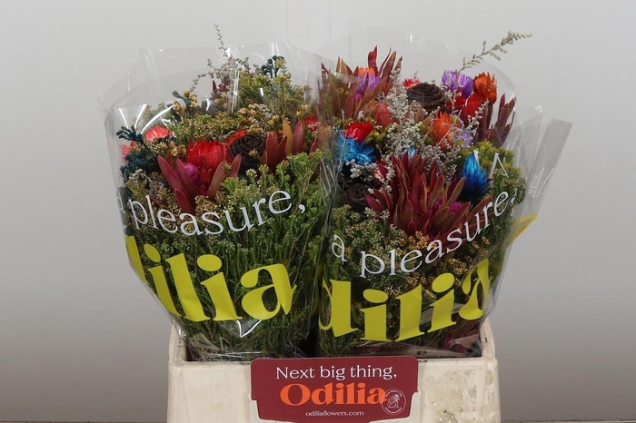 <h4>KAAPS GROEN</h4>