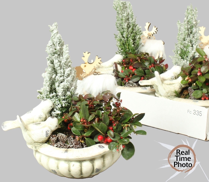 <h4>ARR TUINPLANTEN</h4>