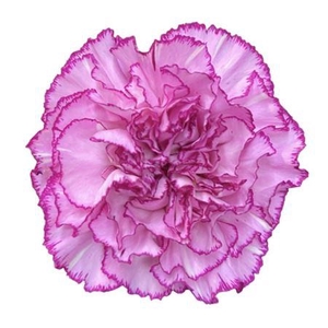 DI ST BOHEME