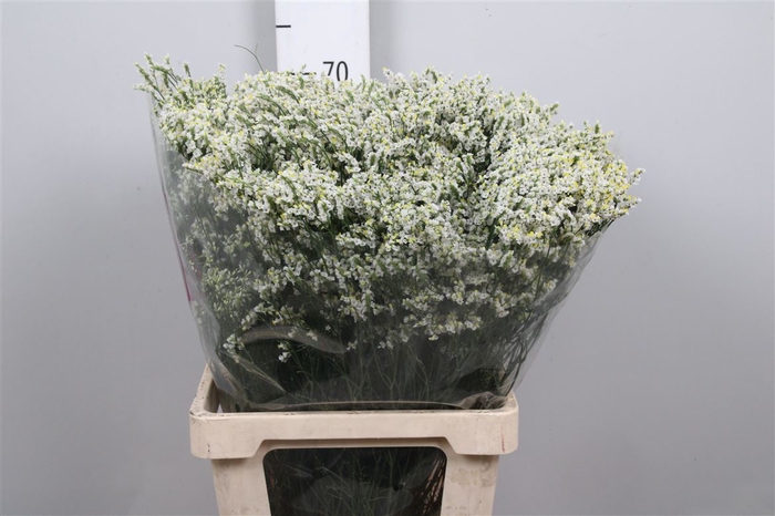 <h4>Lim Sin Clear Diamon Wit</h4>