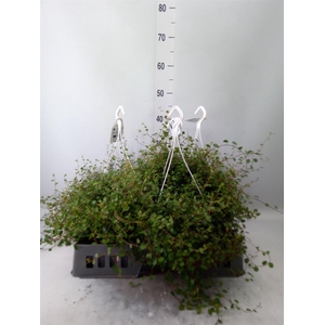 Muehlenbeckia com. 'Mao'ri'